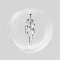 Human skeleton, vintage anatomy in bubble