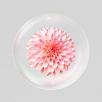 Pink dahlia flower in bubble, Spring concept art