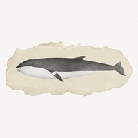 Minke whale illustration, marine life vintage illustration on torn paper