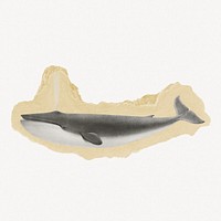 Blue whale illustration, vintage illustration on torn paper