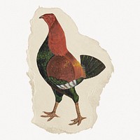Fighting cock illustration, vintage animal graphic on torn paper