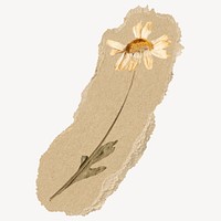 Autumn daisy flower ripped paper isolated collage element