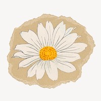 Marguerite flower ripped paper isolated collage element