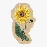Sunflower sticker, ripped paper design psd