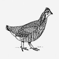 Prairie chicken drawing, vintage animal illustration. Free public domain CC0 image.