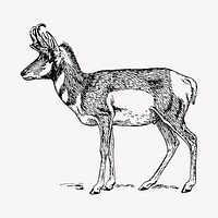 Pronghorn clipart, vintage animal illustration vector. Free public domain CC0 image.