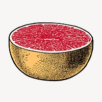 Grapefruit clipart, vintage fruit illustration vector. Free public domain CC0 image.