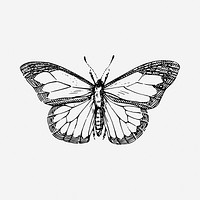 Butterfly  drawing, vintage illustration. Free public domain CC0 image.