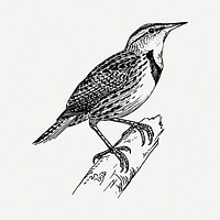 Bird drawing, vintage illustration psd. Free public domain CC0 image.