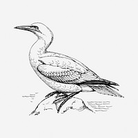 Gannet bird drawing, vintage illustration. Free public domain CC0 image.