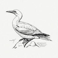 Gannet bird drawing, vintage illustration psd. Free public domain CC0 image.