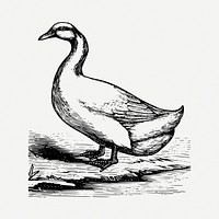 Duck drawing, vintage illustration psd. Free public domain CC0 image.