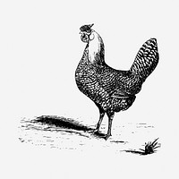 Chicken drawing, vintage illustration. Free public domain CC0 image.