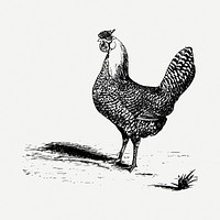 Chicken drawing, vintage illustration psd. Free public domain CC0 image.