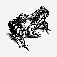 Toad drawing, vintage illustration psd. Free public domain CC0 image.