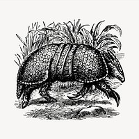 Armadillo clipart, vintage hand drawn vector. Free public domain CC0 image.