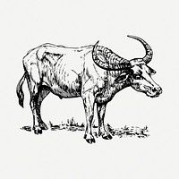 Buffalo drawing, vintage illustration psd. Free public domain CC0 image.
