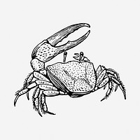 Crab drawing, vintage illustration. Free public domain CC0 image.