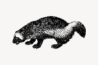 Woodchuck drawing, vintage animal illustration vector. Free public domain CC0 image.