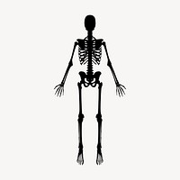 Skeleton silhouette drawing, vintage medical illustration vector. Free public domain CC0 image.