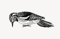 Sapsucker bird drawing, vintage animal illustration vector. Free public domain CC0 image.