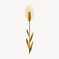 Wheat clipart, vintage plant illustration vector. Free public domain CC0 image.