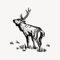 Rusa deer drawing, vintage animal illustration vector. Free public domain CC0 image.