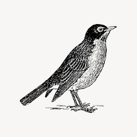 American robin bird drawing, vintage animal illustration vector. Free public domain CC0 image.