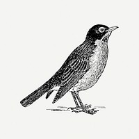 American robin bird clipart, vintage animal illustration psd. Free public domain CC0 image.