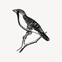 Grosbeak bird drawing, vintage animal illustration vector. Free public domain CC0 image.