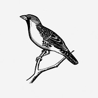 Grosbeak bird vintage animal illustration. Free public domain CC0 image.