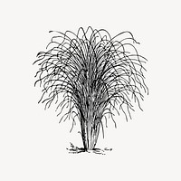 Eulalia grass drawing, vintage plant illustration vector. Free public domain CC0 image.