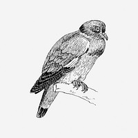 Ring dove bird vintage animal illustration. Free public domain CC0 image.