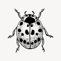 Ladybug drawing, vintage insect illustration vector. Free public domain CC0 image.