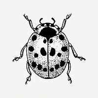 Ladybug clipart, vintage insect illustration psd. Free public domain CC0 image.