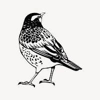 Thrush bird drawing, vintage animal illustration vector. Free public domain CC0 image.