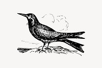 Inca tern bird drawing, vintage animal illustration vector. Free public domain CC0 image.