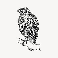 Hawk bird drawing, vintage animal illustration vector. Free public domain CC0 image.