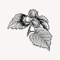 Hazel drawing, vintage plant illustration vector. Free public domain CC0 image.