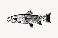 Salmon fish drawing, vintage sea animal illustration vector. Free public domain CC0 image.