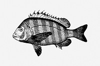 Sheepshead fish vintage sea animal illustration. Free public domain CC0 image.