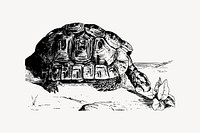 Greek tortoise drawing, vintage animal illustration vector. Free public domain CC0 image.