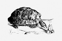 Greek tortoise vintage illustration. Free public domain CC0 image.