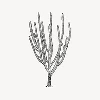 Cactus tree drawing, vintage plant illustration vector. Free public domain CC0 image.