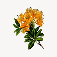 Rhododendron flower clipart, vintage plant illustration vector. Free public domain CC0 image.