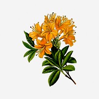 Rhododendron flower vintage plant illustration. Free public domain CC0 image.