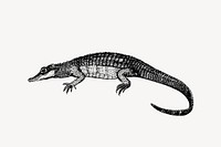 Caiman, crocodile drawing, vintage animal illustration vector. Free public domain CC0 image.