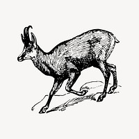 Chamois drawing, vintage animal illustration vector. Free public domain CC0 image.