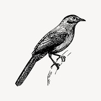 Catbird drawing, vintage animal illustration vector. Free public domain CC0 image.