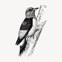 Woodpecker bird clipart, vintage hand drawn vector. Free public domain CC0 image.